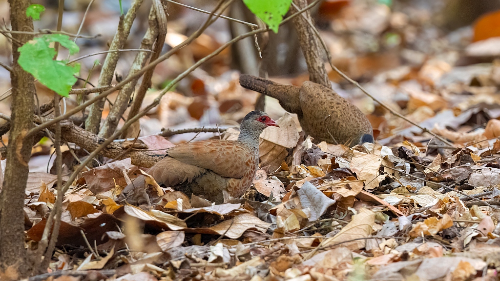 Red Spurfowl